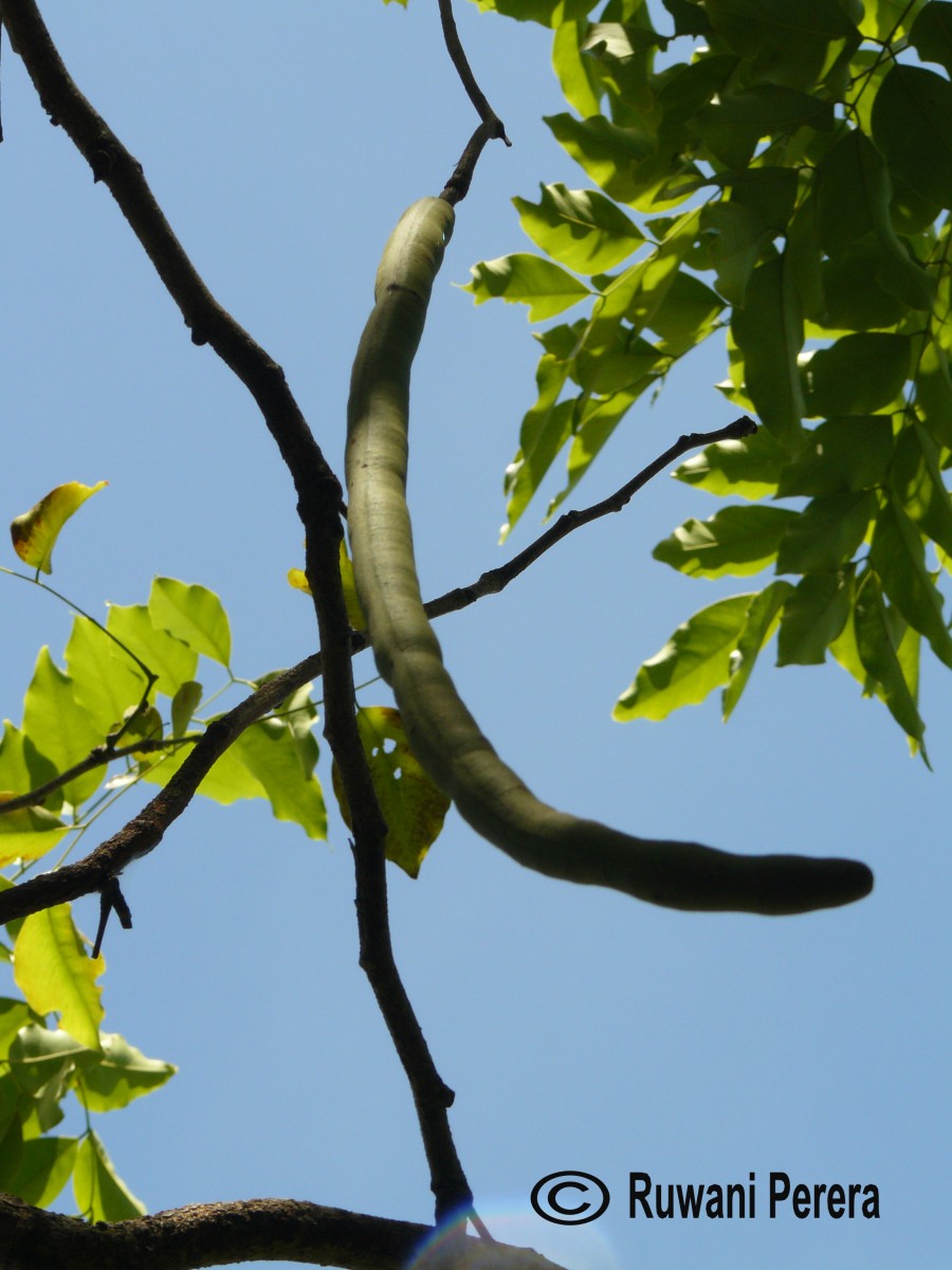 Cassia fistula L.